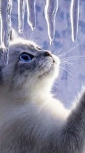 Lade kostenlos Hintergrundbilder Tiere,Katzen,Eis für Handy oder Tablet herunter.