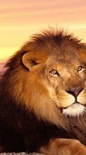 Lade kostenlos Hintergrundbilder Tiere,Katzen,Sunset,Lions für Handy oder Tablet herunter.