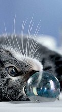 Lade kostenlos Hintergrundbilder Tiere,Katzen,Bubbles für Handy oder Tablet herunter.