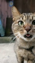 Lade kostenlos Hintergrundbilder Humor,Tiere,Katzen für Handy oder Tablet herunter.