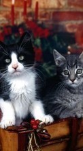 Lade kostenlos 1080x1920 Hintergrundbilder Tiere,Katzen für Handy oder Tablet herunter.