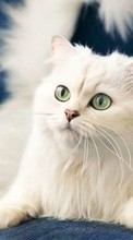 Lade kostenlos 800x480 Hintergrundbilder Tiere,Katzen für Handy oder Tablet herunter.
