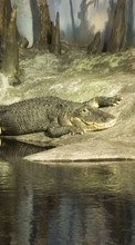 Lade kostenlos Hintergrundbilder Tiere,Crocodiles für Handy oder Tablet herunter.