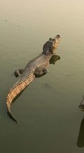 Crocodiles,Tiere für Nokia Lumia 530
