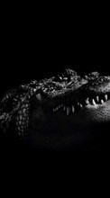 Lade kostenlos 240x320 Hintergrundbilder Tiere,Crocodiles für Handy oder Tablet herunter.