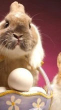 Lade kostenlos Hintergrundbilder Kaninchen,Ostern,Feiertage,Tiere für Handy oder Tablet herunter.