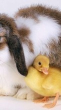 Lade kostenlos Hintergrundbilder Kaninchen,Tiere,Vögel,Ducks für Handy oder Tablet herunter.