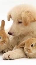 Lade kostenlos Hintergrundbilder Tiere,Hunde,Kaninchen für Handy oder Tablet herunter.
