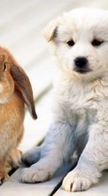 Lade kostenlos Hintergrundbilder Tiere,Hunde,Kaninchen für Handy oder Tablet herunter.