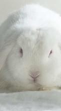 Tiere,Kaninchen für LG Leon H324