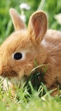 Tiere,Kaninchen für Huawei Honor 3C 4G