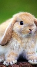 Tiere,Kaninchen für Fly ERA Nano 5 IQ434