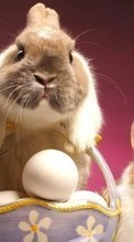 Lade kostenlos Hintergrundbilder Tiere,Kaninchen für Handy oder Tablet herunter.