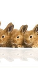 Lade kostenlos Hintergrundbilder Kaninchen,Tiere für Handy oder Tablet herunter.