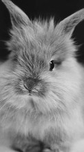 Lade kostenlos Hintergrundbilder Kaninchen,Tiere für Handy oder Tablet herunter.