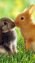 Kaninchen,Tiere für Sony Ericsson S312