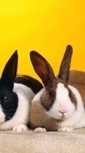 Tiere,Kaninchen für Apple iPhone XR