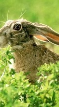 Lade kostenlos 320x240 Hintergrundbilder Tiere,Nagetiere,Kaninchen für Handy oder Tablet herunter.