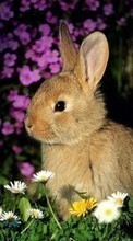 Lade kostenlos 240x320 Hintergrundbilder Tiere,Kaninchen für Handy oder Tablet herunter.