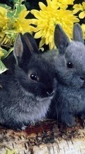 Tiere,Kaninchen für LG Optimus 4X HD P880