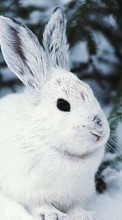 Lade kostenlos Hintergrundbilder Tiere,Winterreifen,Kaninchen für Handy oder Tablet herunter.