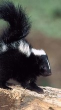 Lade kostenlos Hintergrundbilder Tiere,Skunks für Handy oder Tablet herunter.
