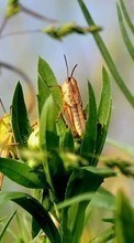 Lade kostenlos Hintergrundbilder Grasshoppers,Insekten für Handy oder Tablet herunter.