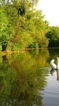 Lade kostenlos Hintergrundbilder Tiere,Vögel,Flüsse,Swans für Handy oder Tablet herunter.