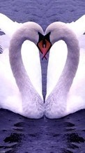 Lade kostenlos 320x240 Hintergrundbilder Tiere,Vögel,Herzen,Swans,Liebe,Valentinstag für Handy oder Tablet herunter.