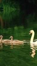 Lade kostenlos Hintergrundbilder Tiere,Vögel,Wasser,Swans für Handy oder Tablet herunter.