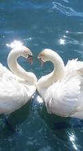 Lade kostenlos Hintergrundbilder Tiere,Vögel,Wasser,Swans für Handy oder Tablet herunter.