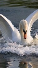 Lade kostenlos 128x160 Hintergrundbilder Tiere,Vögel,Wasser,Swans für Handy oder Tablet herunter.