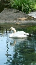 Lade kostenlos Hintergrundbilder Tiere,Vögel,Swans für Handy oder Tablet herunter.