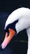 Lade kostenlos 320x480 Hintergrundbilder Tiere,Vögel,Swans für Handy oder Tablet herunter.