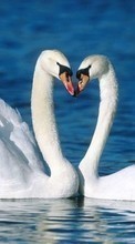 Tiere,Vögel,Swans für Lenovo A536