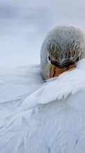 Lade kostenlos Hintergrundbilder Vögel,Swans,Tiere für Handy oder Tablet herunter.