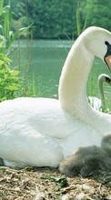 Lade kostenlos Hintergrundbilder Tiere,Vögel,Swans für Handy oder Tablet herunter.