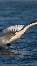 Lade kostenlos Hintergrundbilder Swans,Vögel,Tiere für Handy oder Tablet herunter.