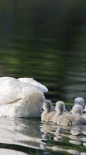 Lade kostenlos Hintergrundbilder Swans,Vögel,Tiere für Handy oder Tablet herunter.