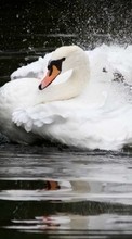 Swans,Vögel,Tiere für Motorola RAZR XT910