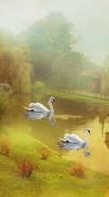 Lade kostenlos Hintergrundbilder Swans,Bilder,Tiere für Handy oder Tablet herunter.