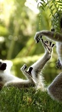 Lade kostenlos Hintergrundbilder Lemuren,Tiere für Handy oder Tablet herunter.