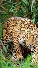Lade kostenlos 240x400 Hintergrundbilder Tiere,Leopards für Handy oder Tablet herunter.