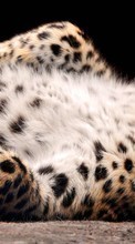 Tiere,Leopards für Samsung C3510