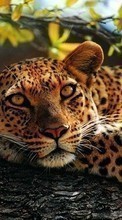 Lade kostenlos 1024x768 Hintergrundbilder Tiere,Leopards für Handy oder Tablet herunter.