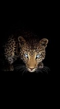 Tiere,Leopards für Fly ERA Nano 6 IQ4406