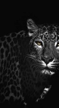 Tiere,Leopards für OnePlus Nord