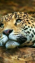 Tiere,Leopards für Xiaomi Redmi 2