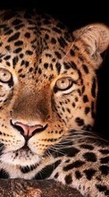 Tiere,Leopards für Sony Xperia TX