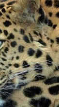 Lade kostenlos Hintergrundbilder Tiere,Leopards für Handy oder Tablet herunter.